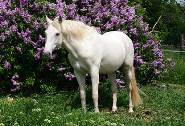 Lusitano 51 (21)